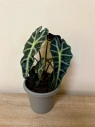 Alocasia Polly