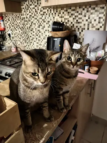 Two adorable tabby cats available for adoption – bonded pair