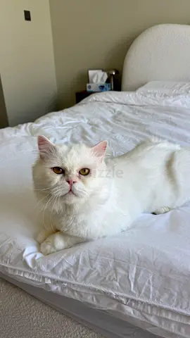 Sweet Persian boy for adoption