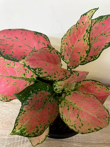 Aglonema Pink