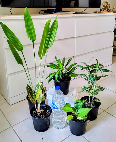 Assorted indoor houseplants collection — 5 potted plants (ready to rehome)