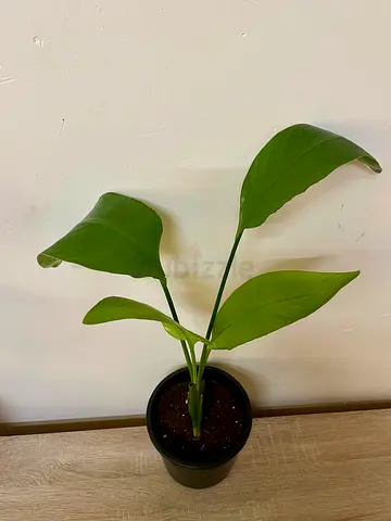 Bird of paradise