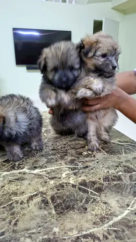 Very Nice Puppies for Adoption