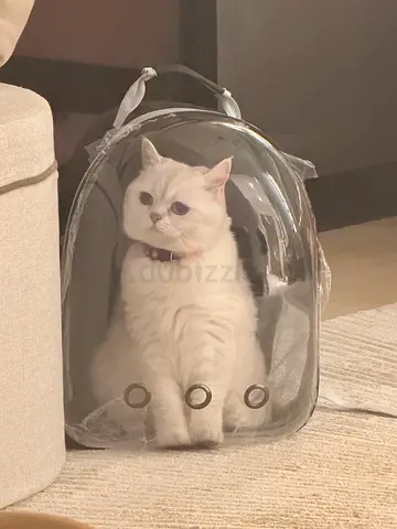 British Shorthair Female Cat for FREE ADOPTION