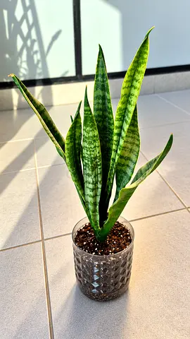 🪴 ONLY 25 DH ‼️ Home grown Snake Plant ‼️