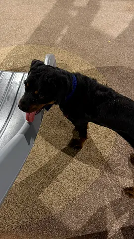 Female Rottweiler