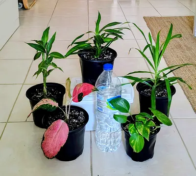 Take all 5 easy to take care  indoor plants Final price , last price , best price 60 dhs only