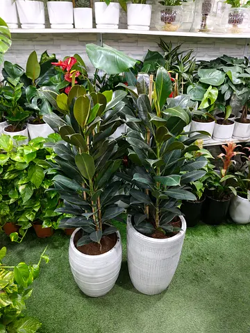 Indoor plants