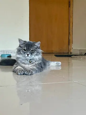 Friendly grey long-haired cat available for adoption, looking for a beautiful family