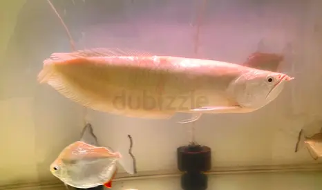 Albino silver arowana fish