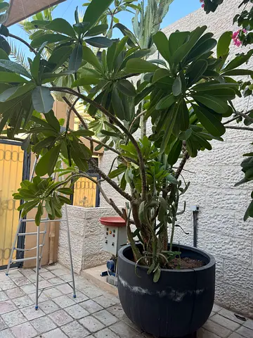 Huge frangipani tree with cactus inside