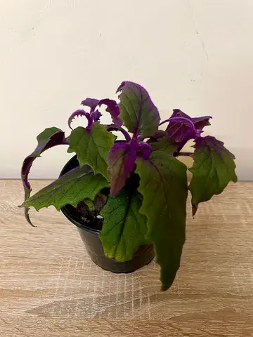 Purple Plant