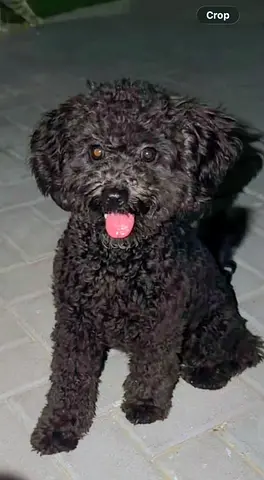 Chocolate poodle-Male
