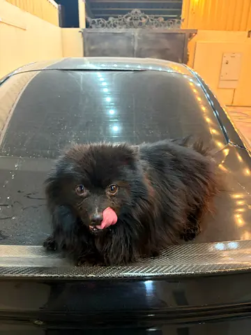 Friendly black Pomeranian puppy available for adoption