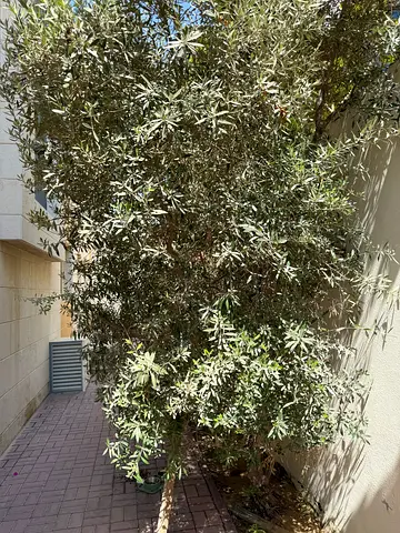 Olive Tree over 10 years old