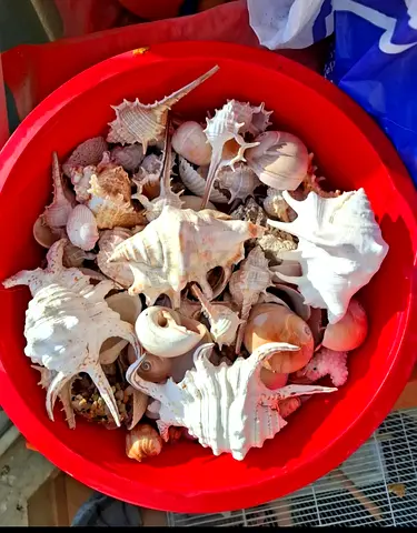 Collection of Mixed Sea Shells in Bucket — Assorted Decorative Shells