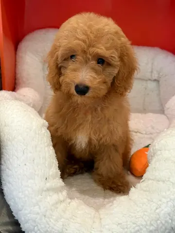 Maltipoo Male