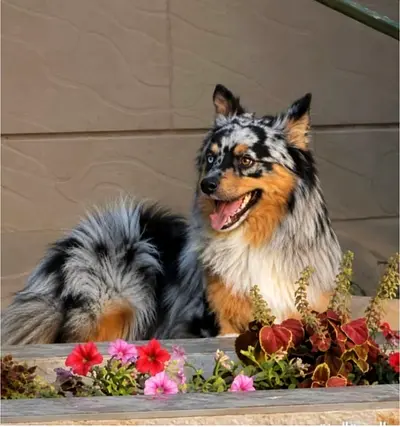 1.5-year-old female Australian Shepherd × Pomeranian mix.
Well-trained, toilet trained, obedient, an