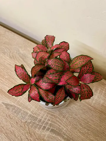 Fittonia- Red