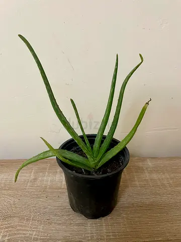 Aloe (small)