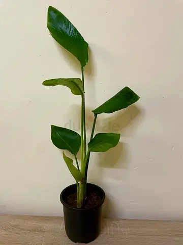 Bird of paradise