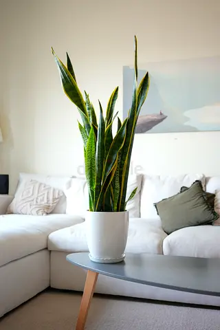 Snake Plant 105cm