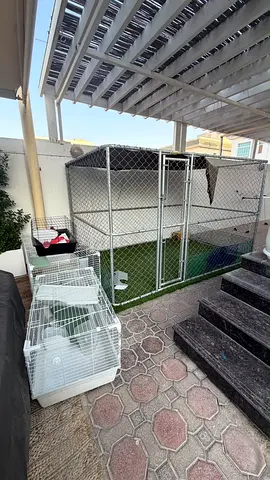 Large Outdoor Dog Run / Kennel with Two Small Indoor Cages