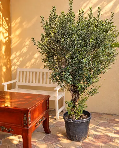 Mature Olive Tree | Thick Aged Trunk | Mediterranean Style