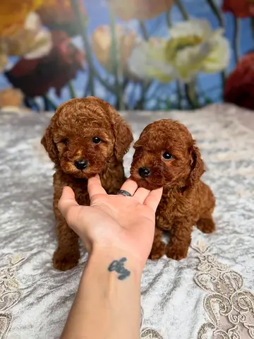 friendly toy poodle looking a loving home forever