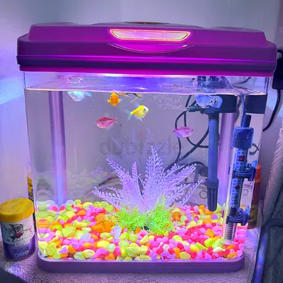 Fish aquarium with fish and all things