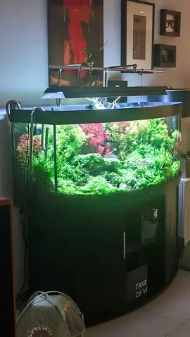 Large Curved Freshwater Aquarium with Cabinet and LED Lighting