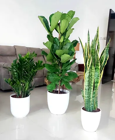 Indoor Plants Bundle ~ Air Purifier ~ Free Delivery 🇦🇪