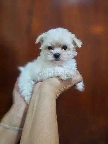 Korea maltipoo tea cup male