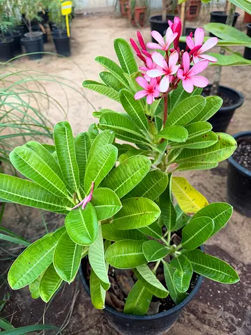 Dwarf Plumeria ~ pink