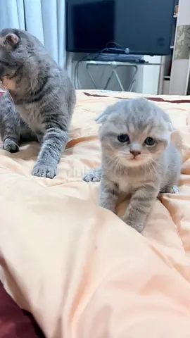 Grey Scottish Fold Kittens – 4 Available in Sharjah