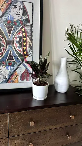 Elegant Calathea Ornata Indoor Plant | Exotic Pink Pinstripe Foliage