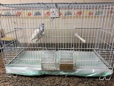 Parrots