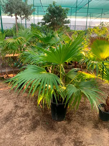 Large Potted Fan Palm (Livistona) - Healthy Outdoor/Indoor Plant