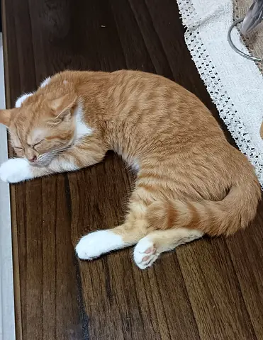 Cute loving Tamed kitten
