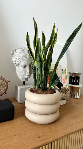 Small Sansevieria (Snake Plant) in contemporary Ceramic Pot - Great Condition