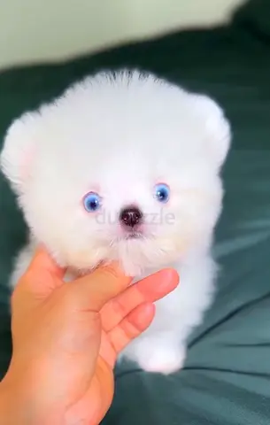 Tiny white Pomeranian puppy with blue eyes – young and playful