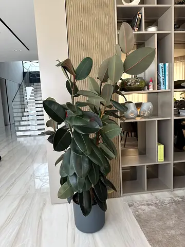 Ficus elastica