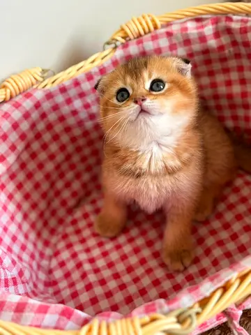 orange Scottish fold