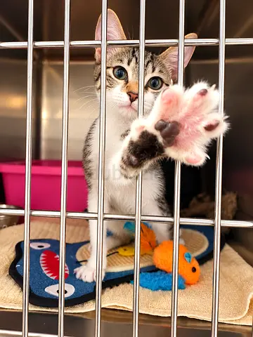 Female kitten for adoption