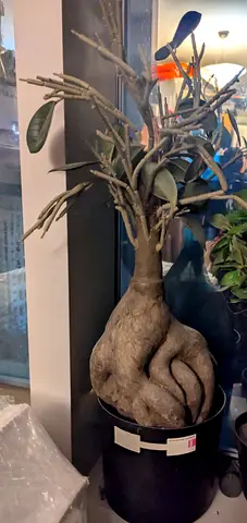 Large Decorative Faux Baobab Tree in Pot - Perfect for Home or Office