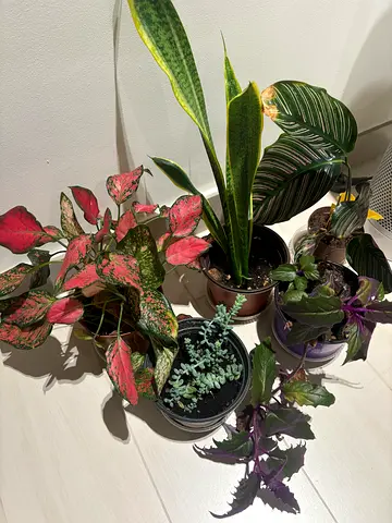 Different sets of plants 100 aed