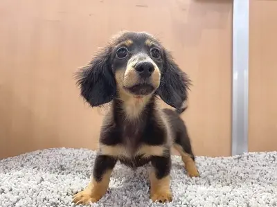 friendly dachshund looking for a forever home