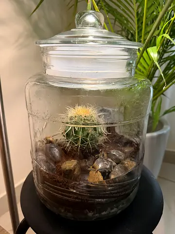 Small glass jar terrarium with cactus (ready to display)