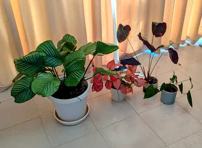 Collection of 4 indoor potted plants