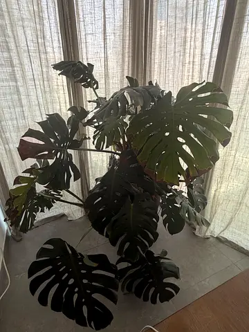 Large Monstera Deliciosa (Swiss Cheese Plant) - Healthy Indoor Plant
